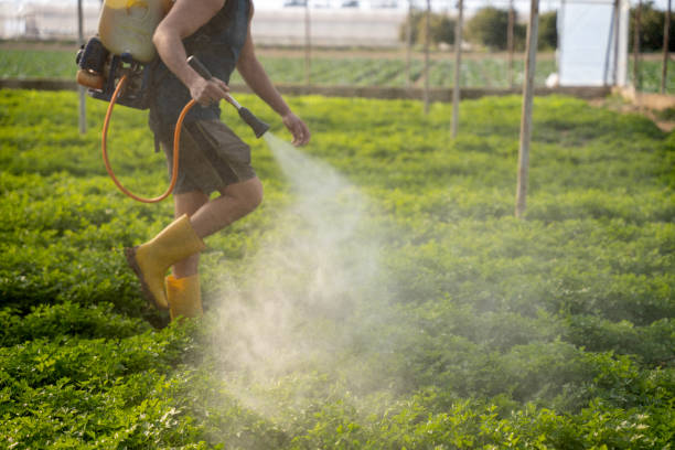 Best Affordable Pest Control Services  in Henderson, NV