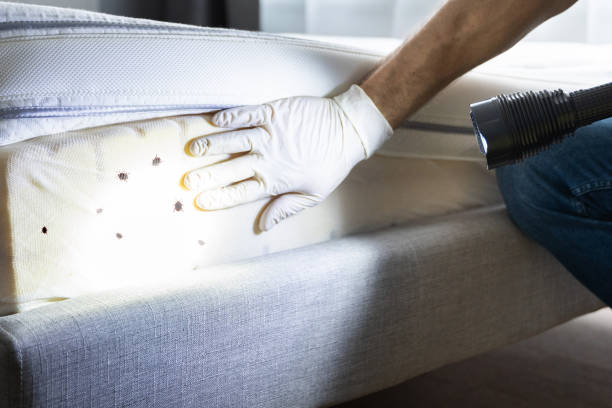 Reliable Henderson, NV Pest Control Solutions