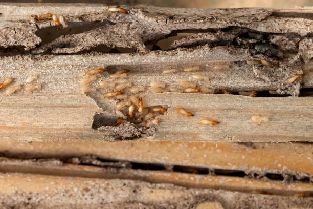 Best Local Pest Control Services  in Henderson, NV